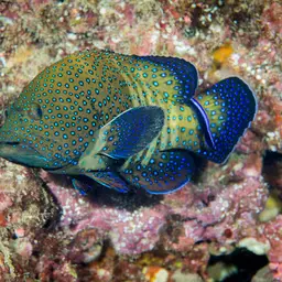 Argus Grouper, photo 2