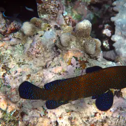Argus Grouper, photo 3