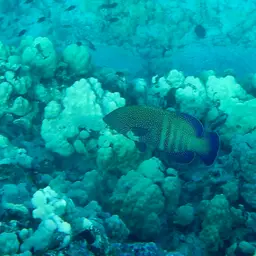 Argus Grouper, photo 4