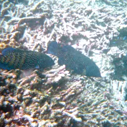 Argus Grouper, photo 6
