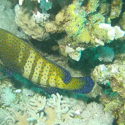 Argus Grouper, photo 7