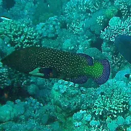Argus Grouper, photo 8
