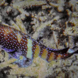 Argus Grouper, photo 9