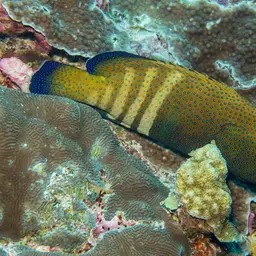 Argus Grouper, photo 10