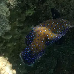 Argus Grouper, photo 11