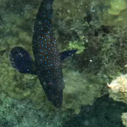 Argus Grouper, photo 12