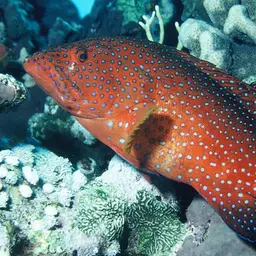 Bluespot Rockcod, photo 1
