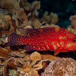 Bluespot Rockcod, photo 2