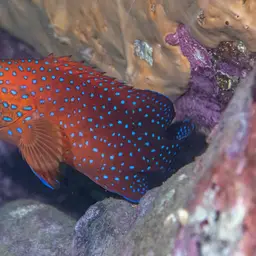 Bluespot Rockcod, photo 3
