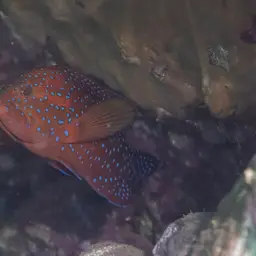 Bluespot Rockcod, photo 5