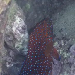 Bluespot Rockcod, photo 6