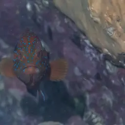 Bluespot Rockcod, photo 7