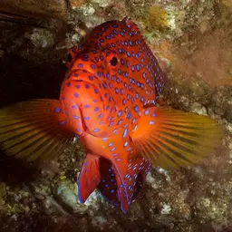 Bluespot Rockcod, photo 8