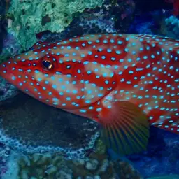 Bluespot Rockcod, photo 9