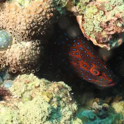 Bluespot Rockcod, photo 10