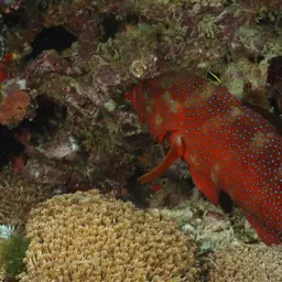 Bluespot Rockcod, photo 11