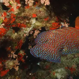 Bluespot Rockcod, photo 12