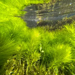 Hornwort, photo 2
