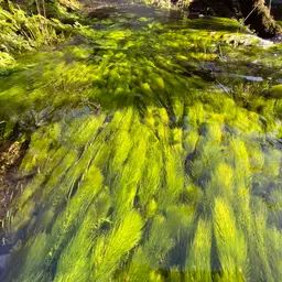 Hornwort, photo 3