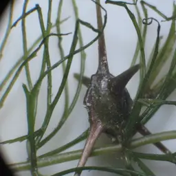 Hornwort
