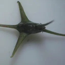 Hornwort, photo 4