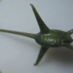 Hornwort, photo 5
