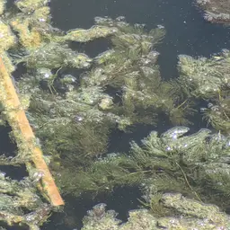 Hornwort, photo 6