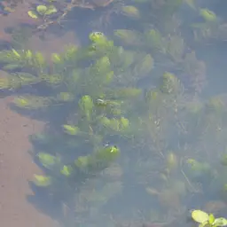 Hornwort, photo 7