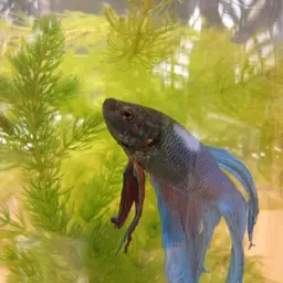 Hornwort, photo 8