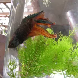 Hornwort, photo 9
