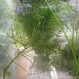 Hornwort, photo 10