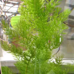 Hornwort, photo 11
