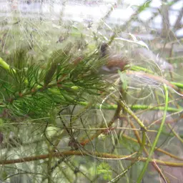 Hornwort, photo 12