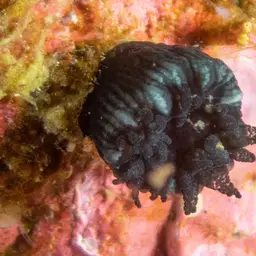 Star Coral, photo 1