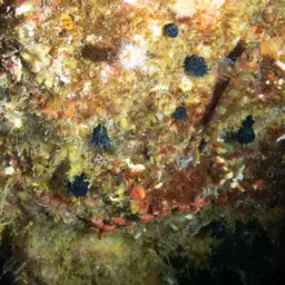 Star Coral, photo 4