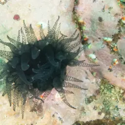 Star Coral, photo 5