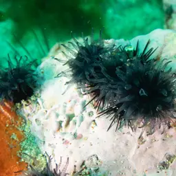 Star Coral, photo 6