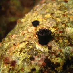 Star Coral, photo 7