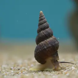 Cerith Snail
