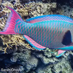 Bumphead Parrotfish