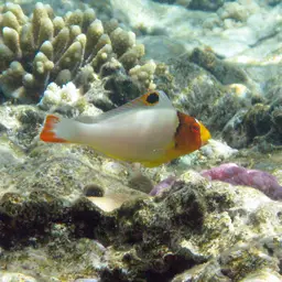 Bumphead Parrotfish, photo 2