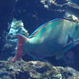 Bumphead Parrotfish, photo 3