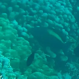 Bumphead Parrotfish, photo 4