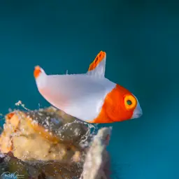 Bumphead Parrotfish, photo 5