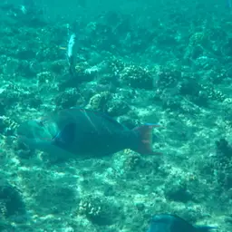 Bumphead Parrotfish, photo 7