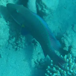 Bumphead Parrotfish, photo 8