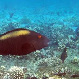 Bumphead Parrotfish, photo 9