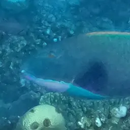Bumphead Parrotfish, photo 10