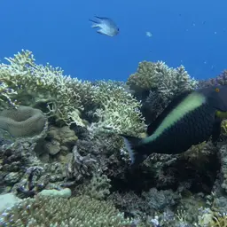 Bumphead Parrotfish, photo 11