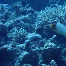 Bumphead Parrotfish, photo 12